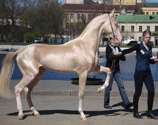 Unreal Horses